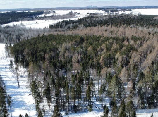 Weedon (Estrie) : Terrain constructible,7,51 acres