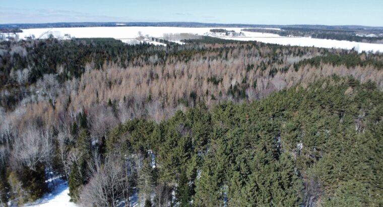 Weedon (Estrie) : Terrain constructible,7,51 acres