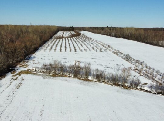 St-Sylvère (Ctre-Québec) : Fermette,érablière