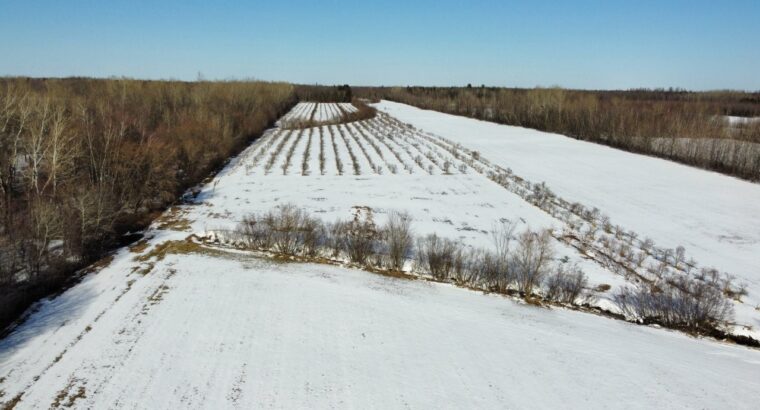St-Sylvère (Ctre-Québec) : Fermette,érablière
