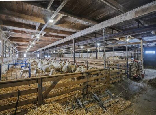 Bury (Estrie) : Ferme ovine et bovine 123 acres