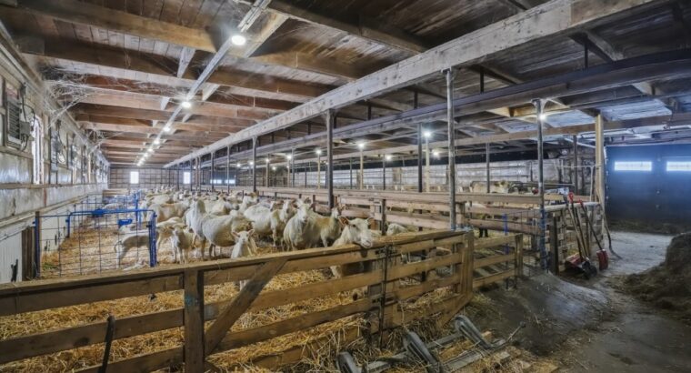 Bury (Estrie) : Ferme ovine et bovine 123 acres