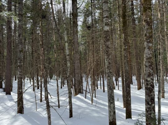 Lévis (Chaudière-Appalaches) :Terre à bois 67 acr.