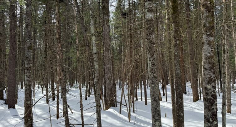 Lévis (Chaudière-Appalaches) :Terre à bois 67 acr.