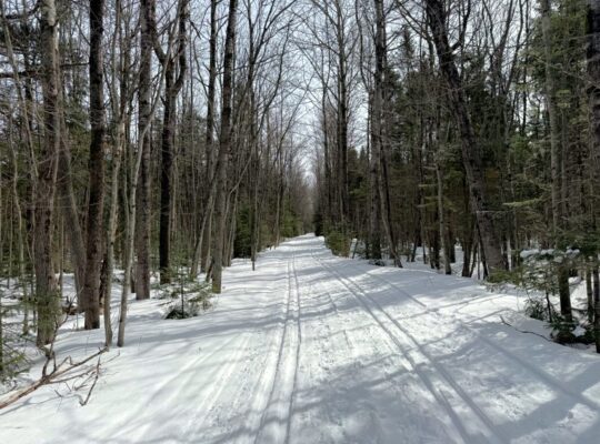 Lévis (Chaudière-Appalaches) :Terre à bois 67 acr.
