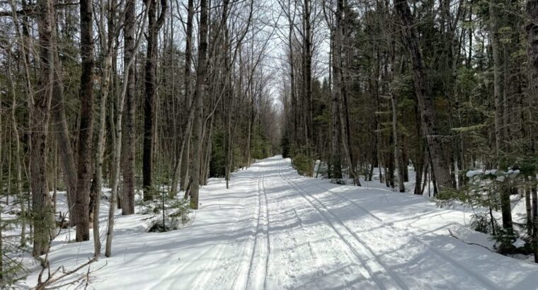 Lévis (Chaudière-Appalaches) :Terre à bois 67 acr.