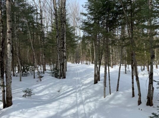 Lévis (Chaudière-Appalaches) :Terre à bois 67 acr.