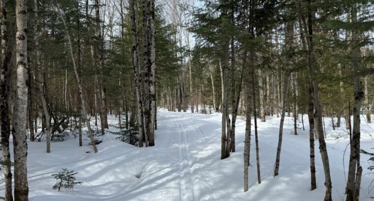 Lévis (Chaudière-Appalaches) :Terre à bois 67 acr.