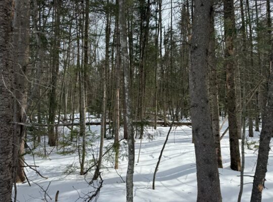 Lévis (Chaudière-Appalaches) :Terre à bois 67 acr.
