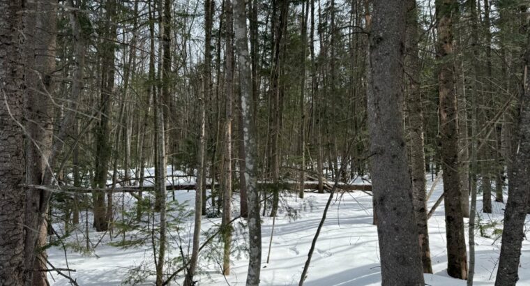 Lévis (Chaudière-Appalaches) :Terre à bois 67 acr.