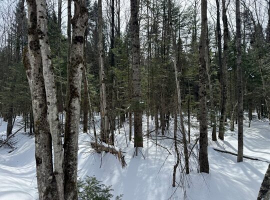 Lévis (Chaudière-Appalaches) :Terre à bois 67 acr.