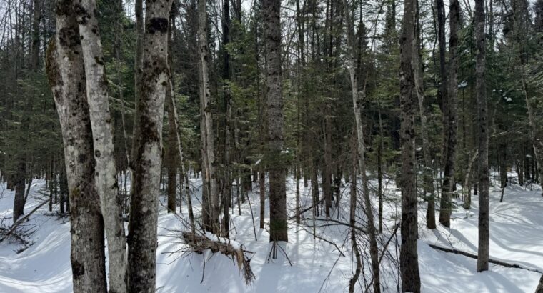 Lévis (Chaudière-Appalaches) :Terre à bois 67 acr.