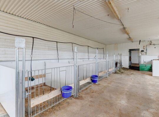 St-Simon-de-Bagot (Montérégie) : Ferme Bovine