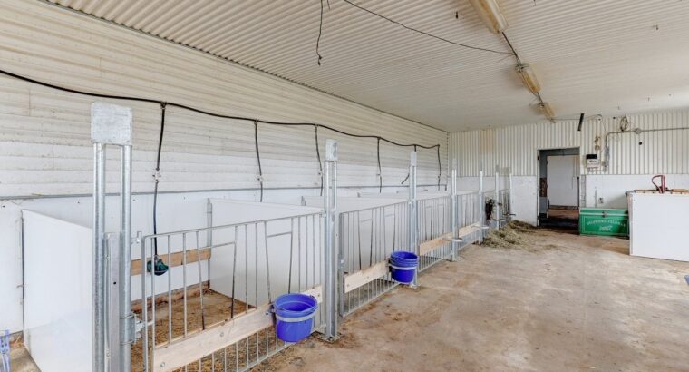 St-Simon-de-Bagot (Montérégie) : Ferme Bovine