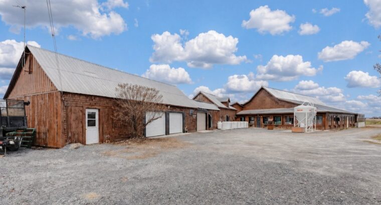 St-Simon-de-Bagot (Montérégie) : Ferme Bovine