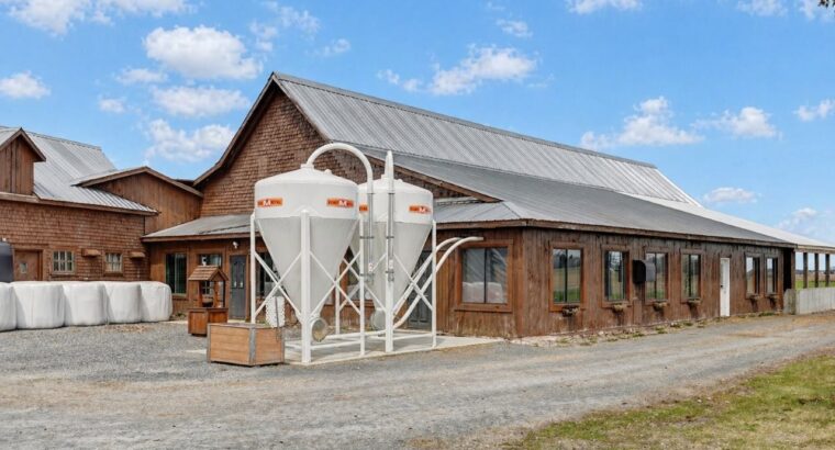 St-Simon-de-Bagot (Montérégie) : Ferme Bovine