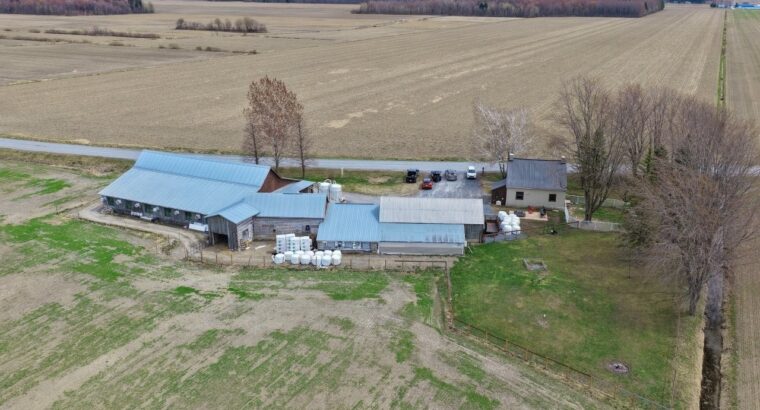 St-Simon-de-Bagot (Montérégie) : Ferme Bovine
