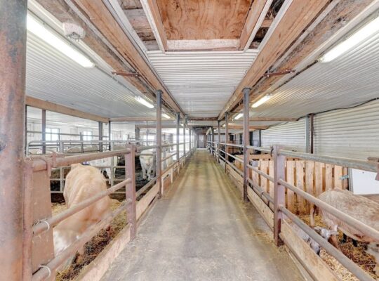 St-Simon-de-Bagot (Montérégie) : Ferme Bovine