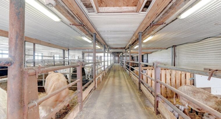 St-Simon-de-Bagot (Montérégie) : Ferme Bovine