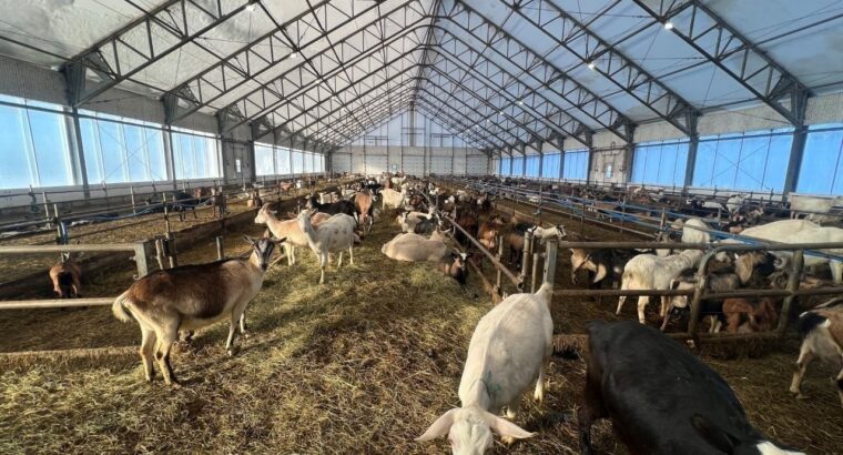 St-Camille : Ferme de chèvres laitières 158 acres