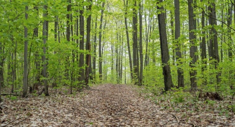 St-Sylvère (Centre-du-Québec) : Fermette Érablière