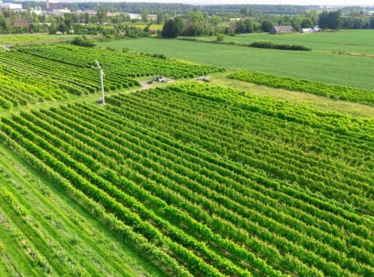 Coteau-du-Lac (Montérégie Domaine viticole 258acr