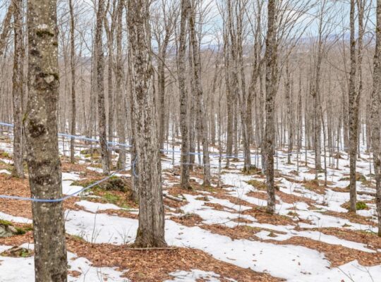 Armagh (Chaud-App.):Terre à bois 148 acr Érablière