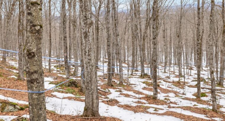 Armagh (Chaud-App.):Terre à bois 148 acr Érablière