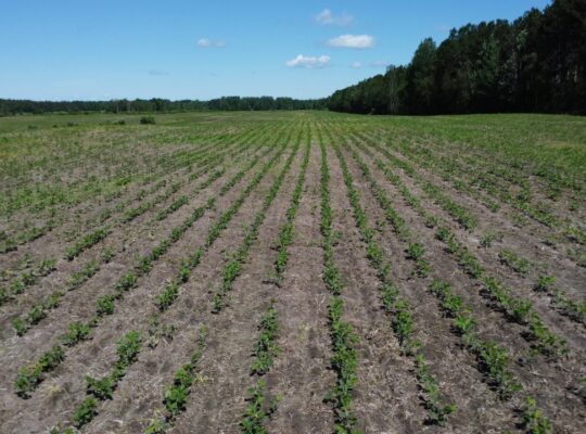 Bécancour (Centre-du-Québec) Terre agricole 73 acr