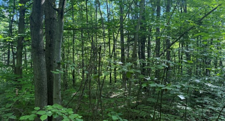 Bécancour (Centre-du-Québec) Terre agricole 73 acr