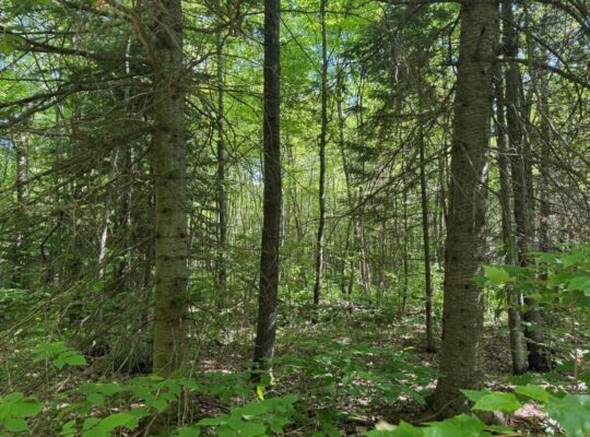Bécancour (Centre-du-Québec) Terre agricole 73 acr