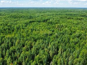 Lemieux (Ctre-Québec) : Terre 178 acres, chasse…
