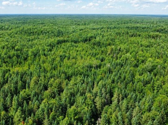 Lemieux (Ctre-Québec) : Terre 178 acres, chasse…