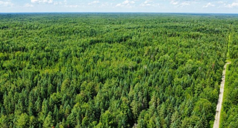 Lemieux (Ctre-Québec) : Terre 178 acres, chasse…