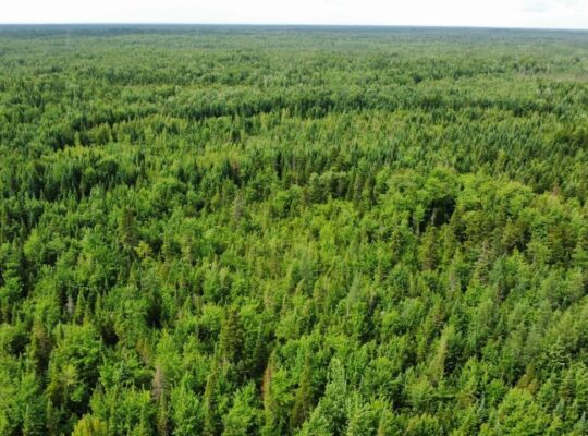 Lemieux (Ctre-Québec) : Terre 178 acres, chasse…