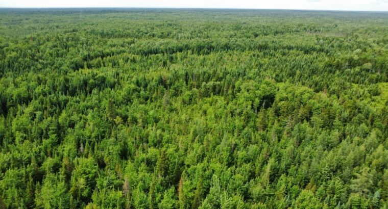Lemieux (Ctre-Québec) : Terre 178 acres, chasse…