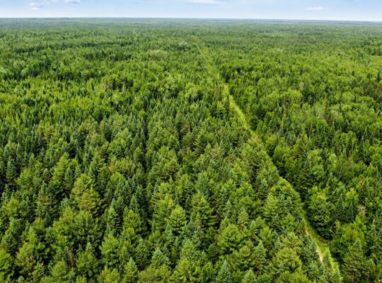 Lemieux (Ctre-Québec) : Terre 178 acres, chasse…