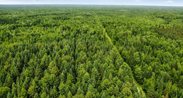 Lemieux (Ctre-Québec) : Terre 178 acres, chasse…