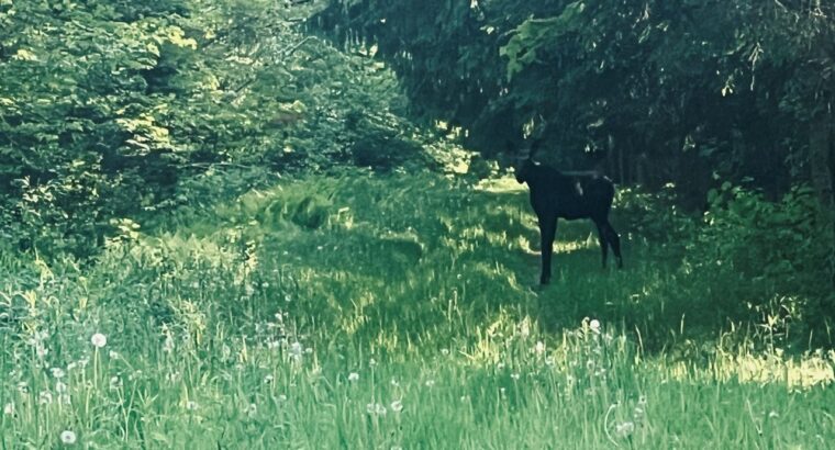 Lemieux (Ctre-Québec) : Terre 178 acres, chasse…