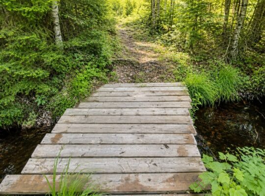 Lemieux (Ctre-Québec) : Terre 178 acres, chasse…