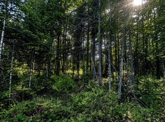 Lemieux (Ctre-Québec) : Terre 178 acres, chasse…