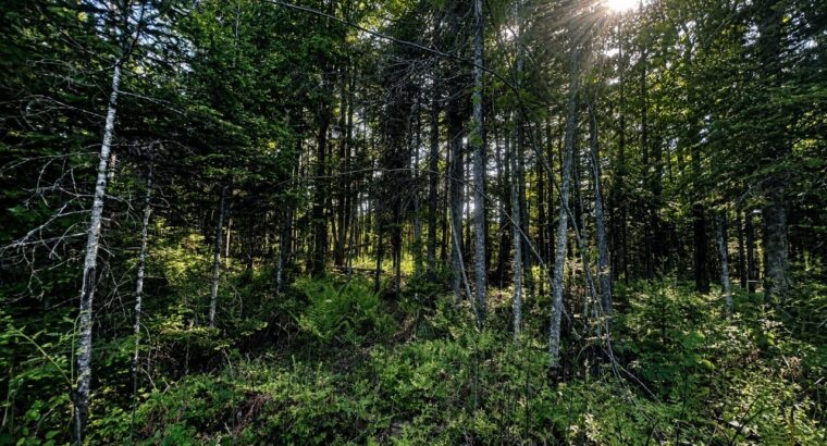 Lemieux (Ctre-Québec) : Terre 178 acres, chasse…