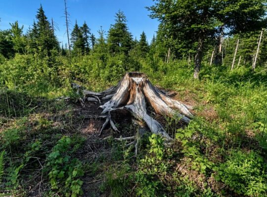 Lemieux (Ctre-Québec) : Terre 178 acres, chasse…
