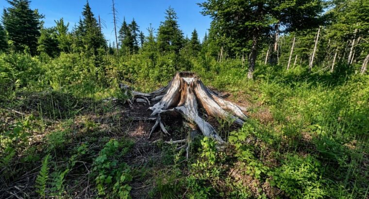 Lemieux (Ctre-Québec) : Terre 178 acres, chasse…