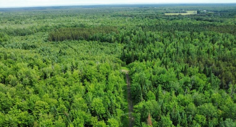 Lemieux (Ctre-Québec) : Terre 178 acres, chasse…
