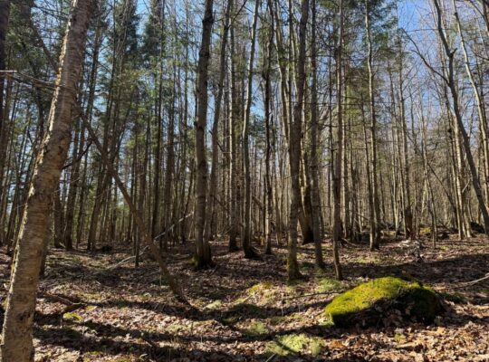 Kinnear’s Mills (Chaud-App) : Terre à bois 110ac