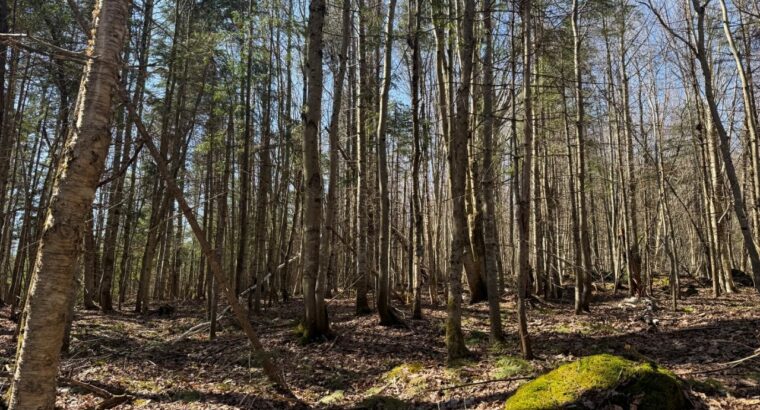 Kinnear’s Mills (Chaud-App) : Terre à bois 110ac