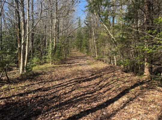 Kinnear’s Mills (Chaud-App) : Terre à bois 110ac