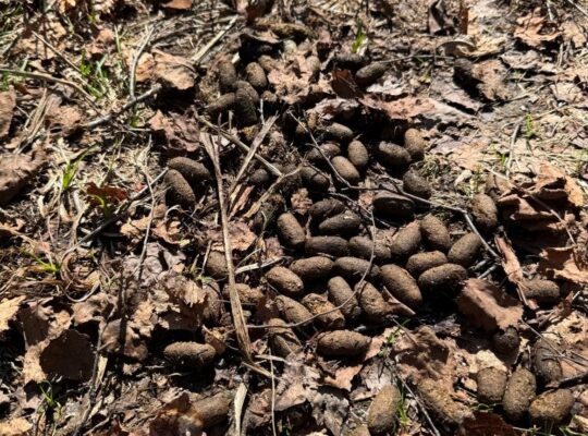 Kinnear’s Mills (Chaud-App) : Terre à bois 110ac