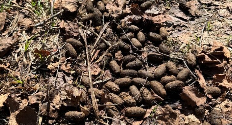 Kinnear’s Mills (Chaud-App) : Terre à bois 110ac